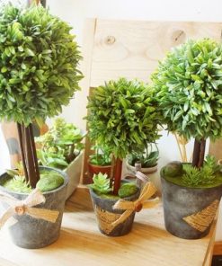 Chậu cây trang trí góc làm việc nhập khẩu